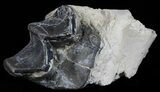 Fossil Brontotherium (Titanothere) Molar - South Dakota #50802-1